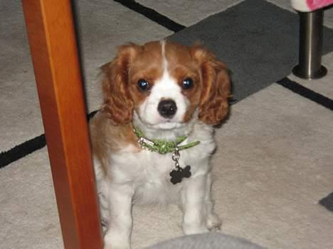 Cavalier king charles spaniel Tulle billede 10