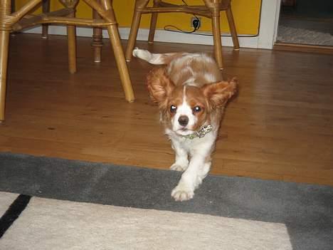 Cavalier king charles spaniel Tulle billede 11