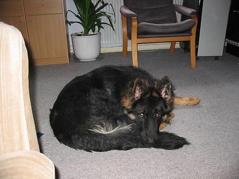 Schæferhund Balto R.I.P 23/6 2009 - så er halen endelig blevet fanget billede 5