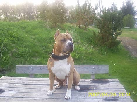 Amerikansk staffordshire terrier diesel (cerius) R.I.P billede 18