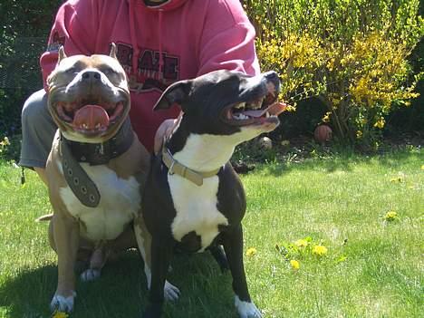 Amerikansk staffordshire terrier diesel (cerius) R.I.P billede 19