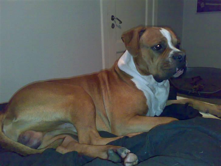 Amerikansk bulldog Chivas billede 1