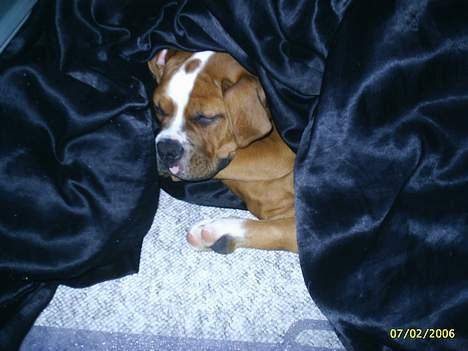 Amerikansk bulldog Chivas billede 2