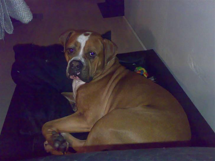 Amerikansk bulldog Chivas billede 3