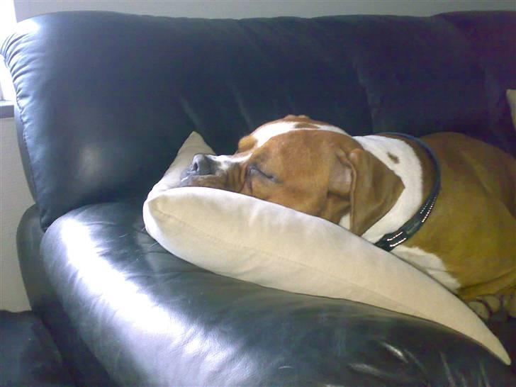 Amerikansk bulldog Chivas billede 4