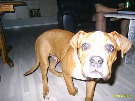 Amerikansk bulldog Chivas billede 5