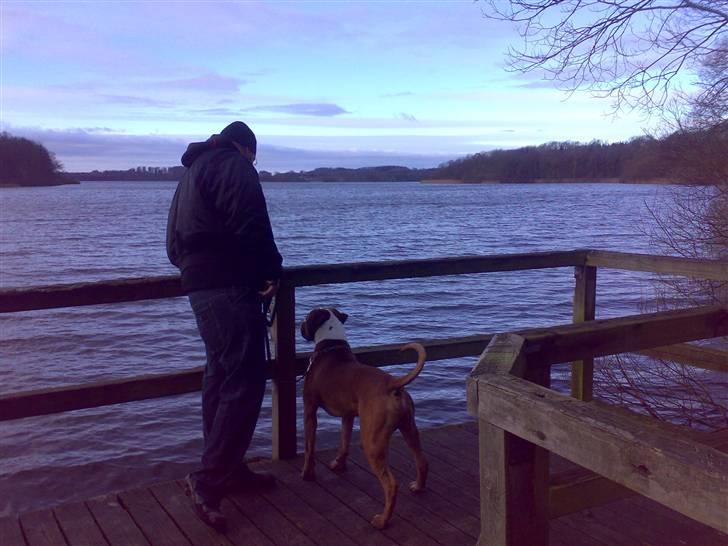 Amerikansk bulldog Chivas billede 6