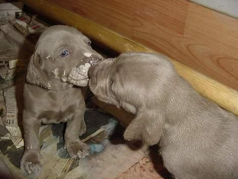 Weimaraner SØNDERSKOVENS D-KULD - ti-hi selvom vi kun er 3 uger gamle, så kan vi godt tunge kysse! billede 2