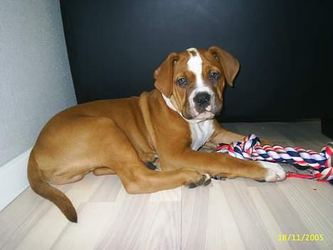 Amerikansk bulldog Chivas billede 7