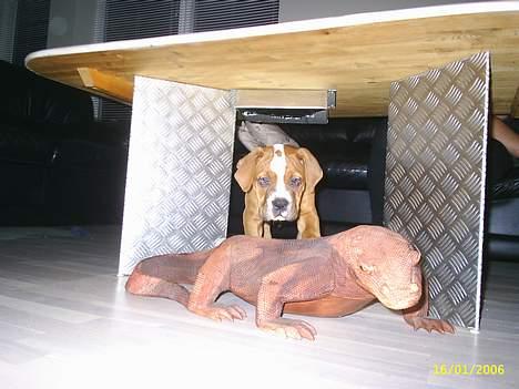 Amerikansk bulldog Chivas billede 8