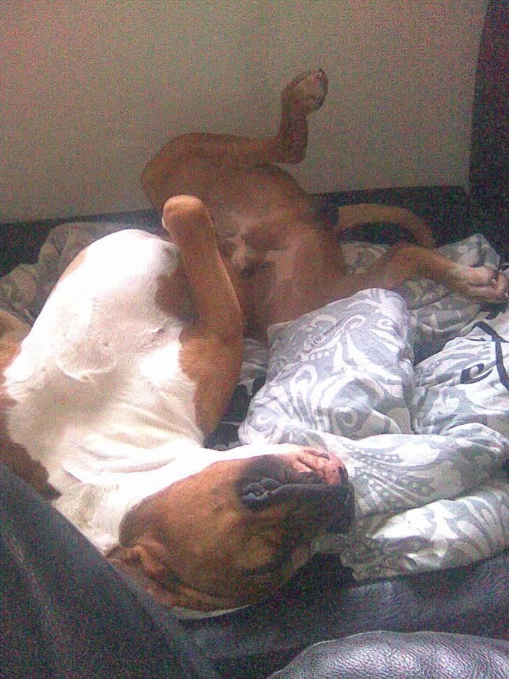 Amerikansk bulldog Chivas billede 9