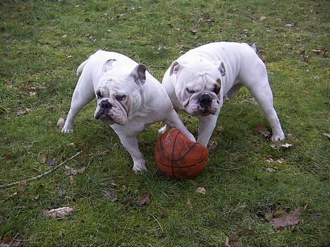 Engelsk bulldog Otto - Otto og mathilde  billede 13