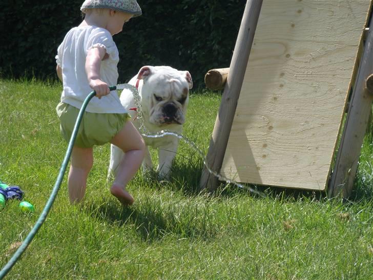 Engelsk bulldog Otto - Otto er meget træt billede 14