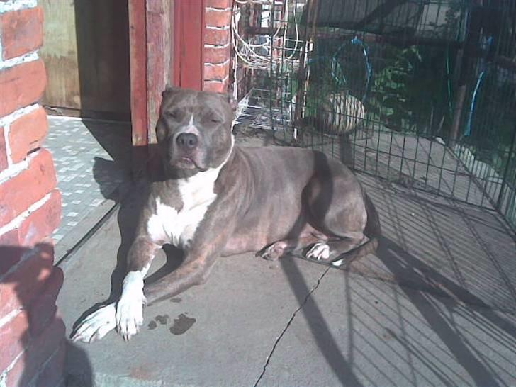Amerikansk staffordshire terrier tessa billede 20