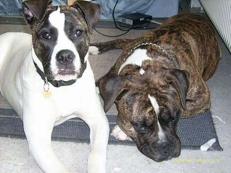 Amerikansk bulldog Balder billede 3