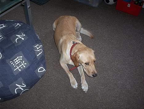 Labrador retriever Dina - Altså mor... billede 9