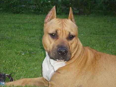 Amerikansk staffordshire terrier Piper billede 4