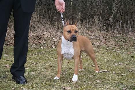 Amerikansk staffordshire terrier Piper billede 5