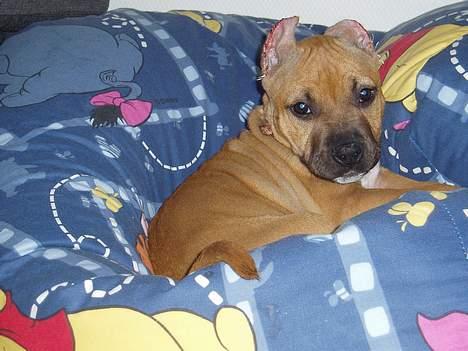 Amerikansk staffordshire terrier Piper billede 6