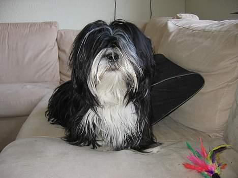 Lhasa apso Chilli - der er ikke noget bedre end kattelegetøj og så i sofaen billede 3