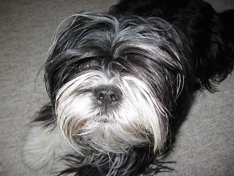 Lhasa apso Chilli - er det mig i kikker på billede 4