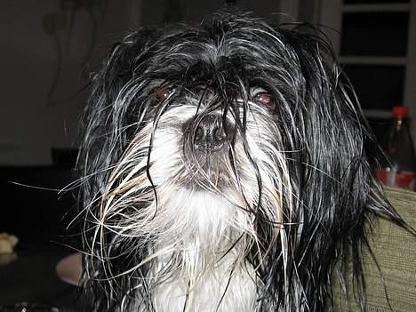 Lhasa apso Chilli - hader at være i bad billede 5
