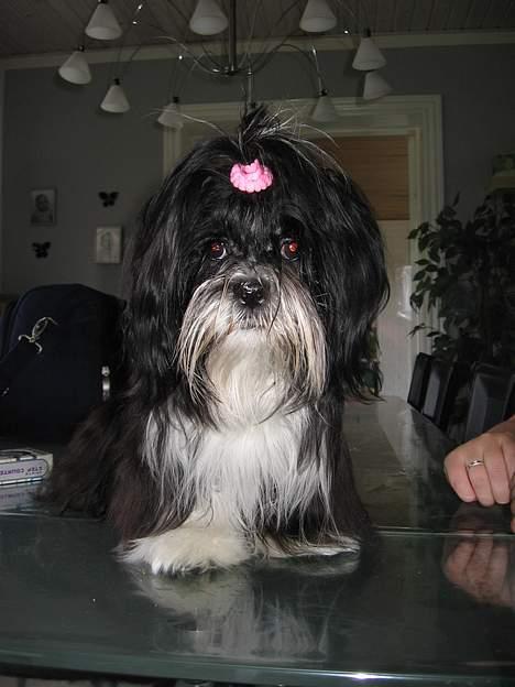 Lhasa apso Chilli - når vi skal have gæster så skal jeg også stadses ud billede 6