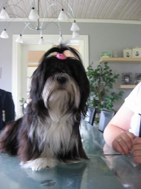 Lhasa apso Chilli - ja så kommer der vel gæster billede 7