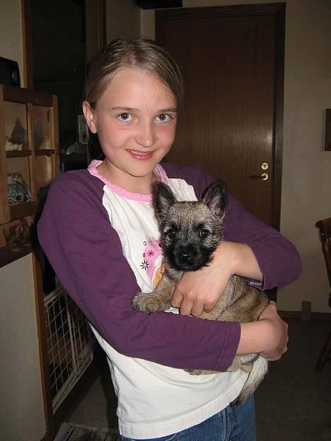 Cairn terrier Fru. Cille  - Jeg var oppe og hente Cille... Det var en rigtig god dag! =D billede 2