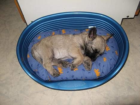 Cairn terrier Fru. Cille  - Cille sover lige inden vi hentede hende.... =D billede 3