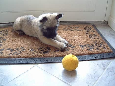 Cairn terrier Fru. Cille  - Cille leger med sin ynglings bold.. =D billede 4