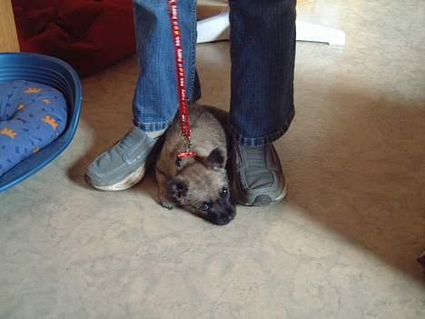 Cairn terrier Fru. Cille  - Cille prøver sin nye snor, som hun ikke kan li´ =P billede 6