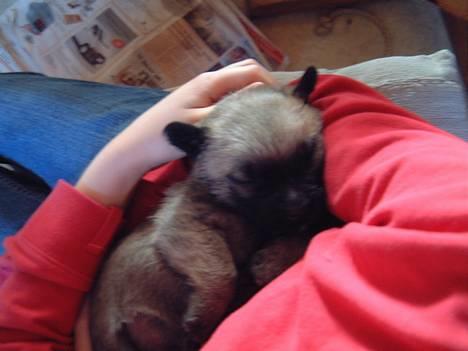 Cairn terrier Fru. Cille  - Allerførste gang jeg var oppe hos Cille... =D billede 7