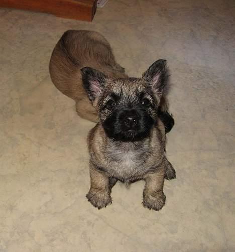 Cairn terrier Fru. Cille  - Cille, den bedste!!! =D billede 8