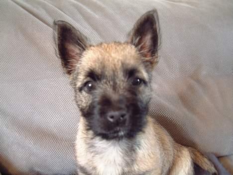 Cairn terrier Fru. Cille  - Cille er lidt træt, efter en lang køre tur.. =D billede 9