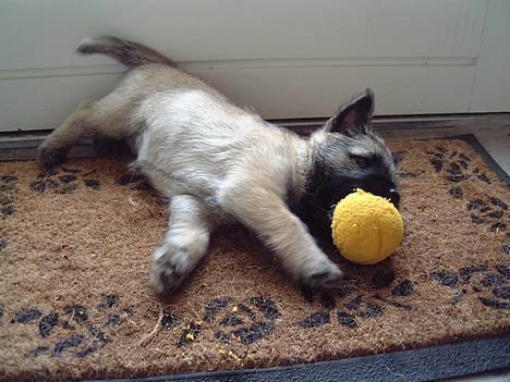 Cairn terrier Fru. Cille  - Cille med sin ynglings bold.. =D billede 10