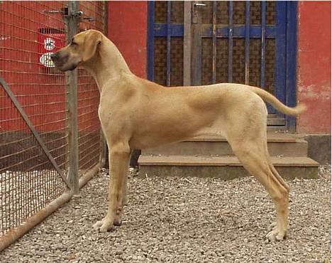 Grand danois Jochi  *død* - gad vide hvorfor de kigger så meget dem der ude? *gg* billede 1