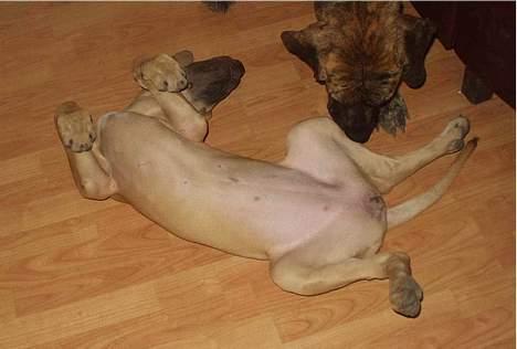 Grand danois Jochi  *død* - vil du se min smukke navle? billede 2