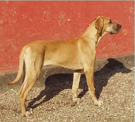 Grand danois Jochi  *død* - ja så står vi her igen *gg* billede 3