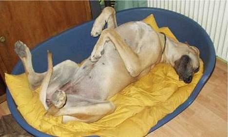 Grand danois Jochi  *død* - åhh hvor jeg trænger til at få strukket ryggen billede 5