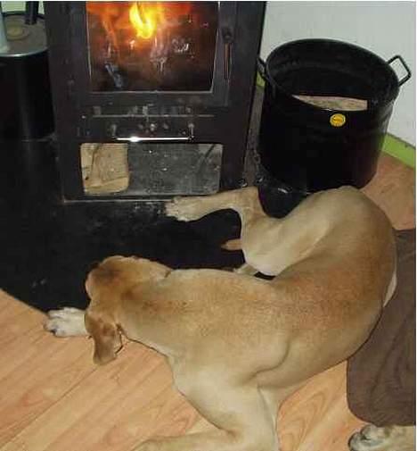 Grand danois Jochi  *død* - altså ikke noget beder end at ligge foran brændeovnen billede 7