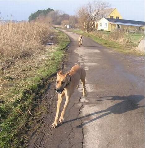 Grand danois Jochi  *død* - jaaaa jeg kom først billede 8