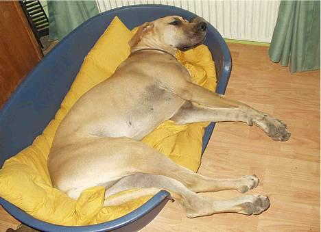 Grand danois Jochi  *død* - ja ja jeg er altså gået i seng nu, så vær lige stille billede 9