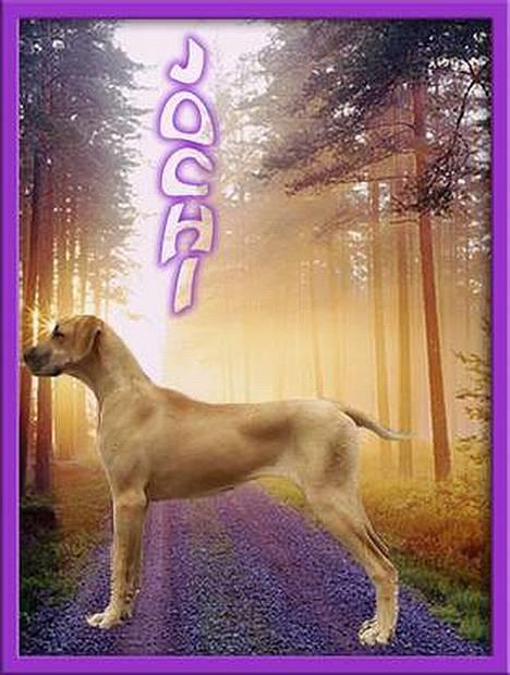 Grand danois Jochi  *død* billede 11