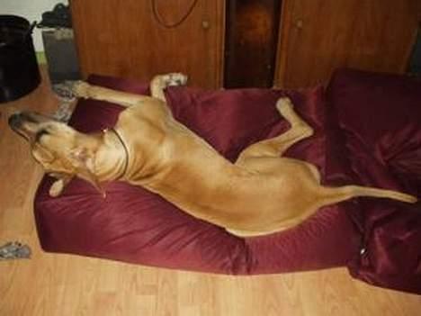 Grand danois Jochi  *død* - åhhh jeg altså også bare træt nu billede 12