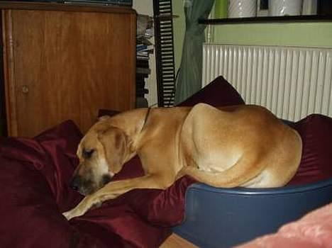 Grand danois Jochi  *død* - kan vi ikke bare sove og kalde det "the day" billede 13