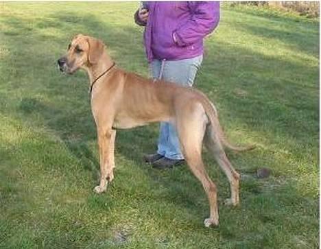 Grand danois Jochi  *død* - hvaaaa sker der noget derover? billede 15