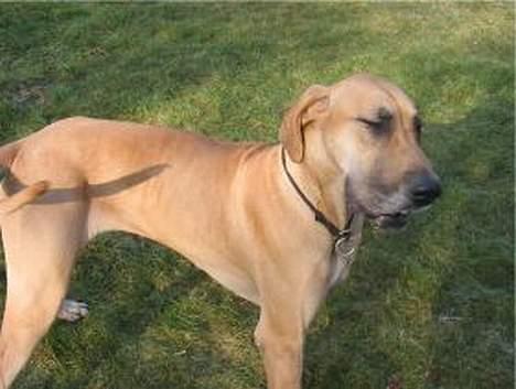 Grand danois Jochi  *død* - nu har jeg prøvet længe, kan ikke ramme min næse med halen billede 17