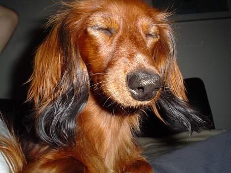 Dværggravhund Sille - Altså, jeg bliver jo helt blændet..............:-) billede 1