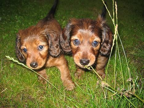 Dværggravhund Sille - Så er den røde tiger blevet flot efter en badetur... billede 2